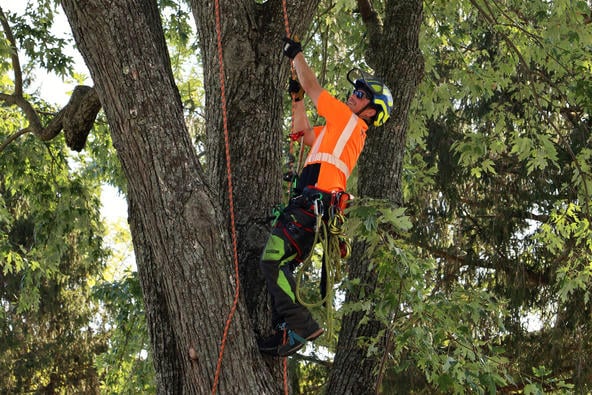 UK TreeFest